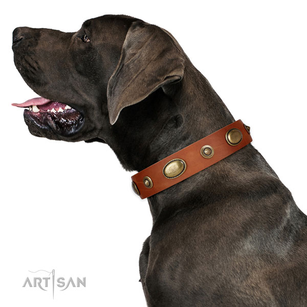 Daily walking dog collar of genuine leather with awesome embellishments