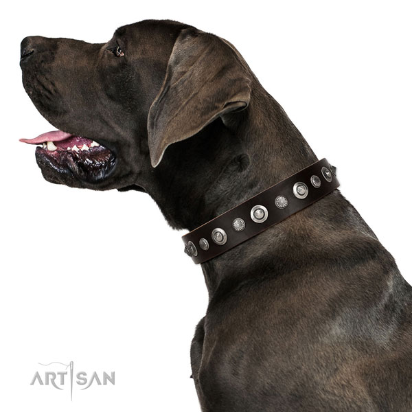 Best quality natural leather dog collar with trendy embellishments