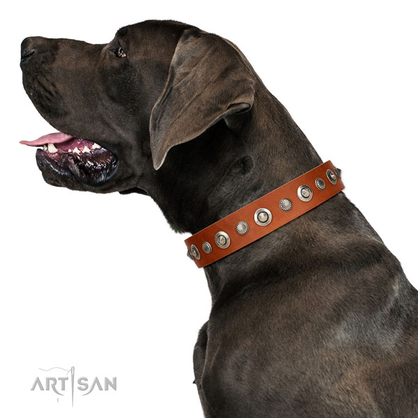 Durable full grain genuine leather dog collar with stunning adornments