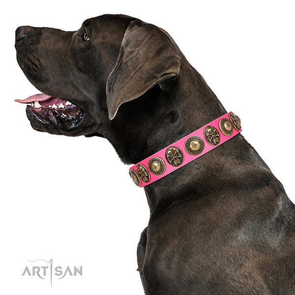 Designer full grain genuine leather collar for your attractive four-legged friend