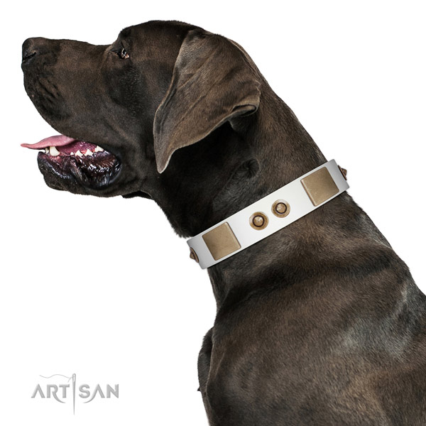 Fancy walking dog collar of genuine leather with exceptional adornments