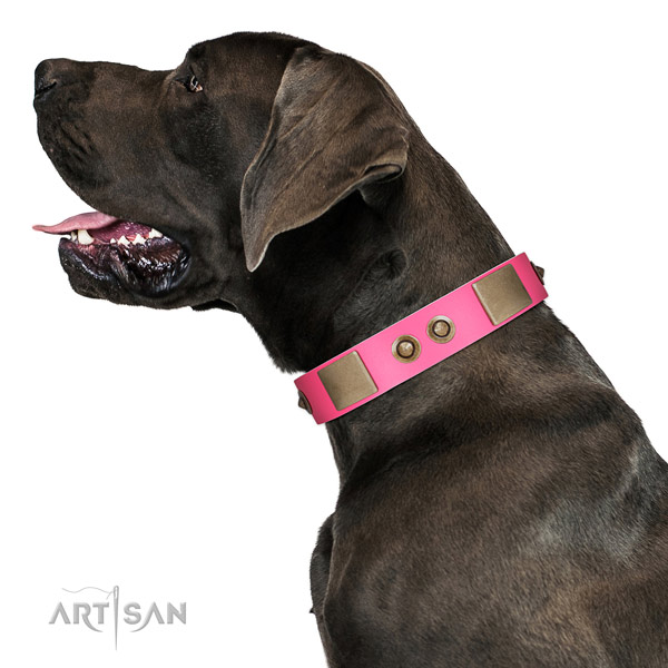 Comfy wearing dog collar of genuine leather with impressive adornments