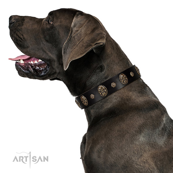 Stylish walking dog collar of genuine leather with remarkable adornments