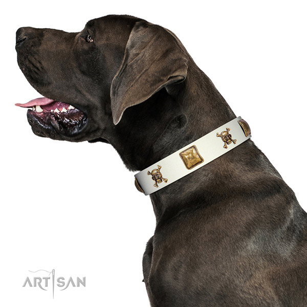 Stunning genuine leather dog collar with strong adornments