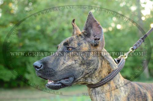 Braided Leather Great Dane Collar