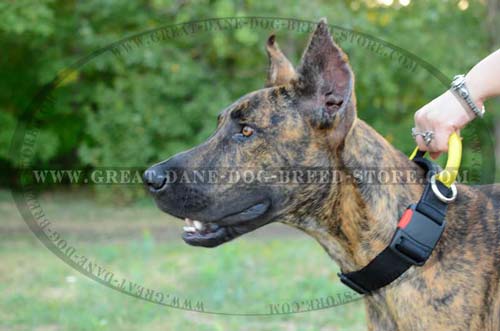 Nylon Great Dane Collar for Walking