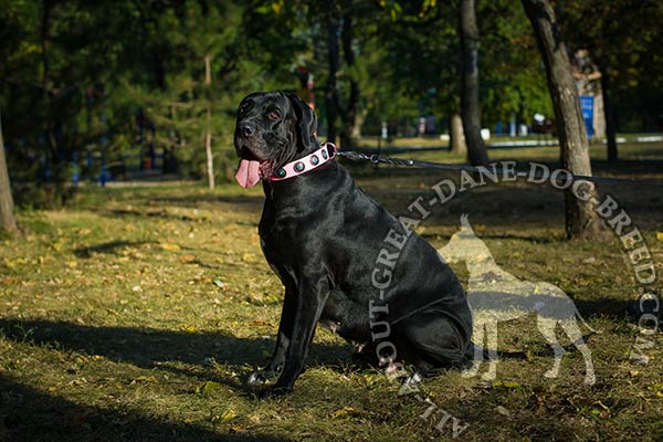 Outstanding leather Great Dane collar with studs
