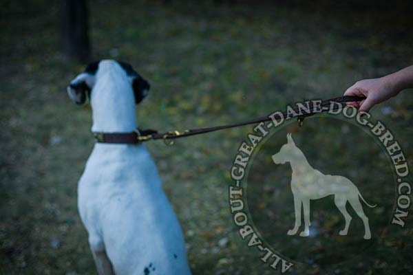 Great Dane leather collar with strong hardware