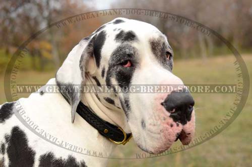 Walking Great Dane Leather Dog Collar