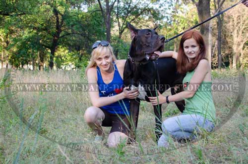 Fantastic Great Dane Breed Leather Collar