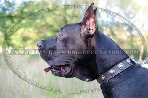 Elegant Great Dane Breed Leather Collar