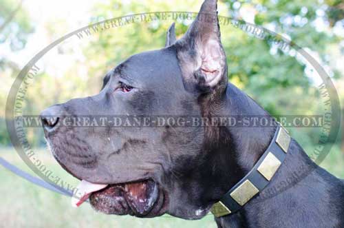 Great-Dane-Dog-Leather-Collar-With-Vintage-Brass-Plates