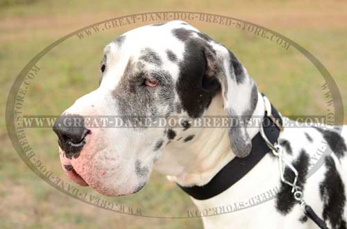 Quality Great Dane Nylon Dog Collar