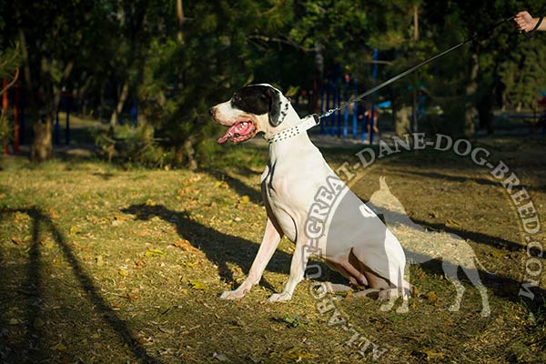 Full grain genuine leather collar with spikes for Great Dane
