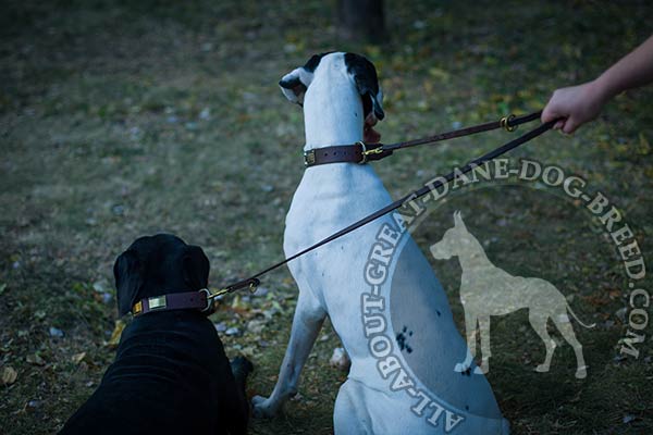 Strong Great Dane collar with handset brass plates