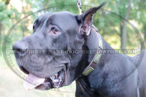 Great-Dane-Leather-Collar-With-Vintage-Old-Plates