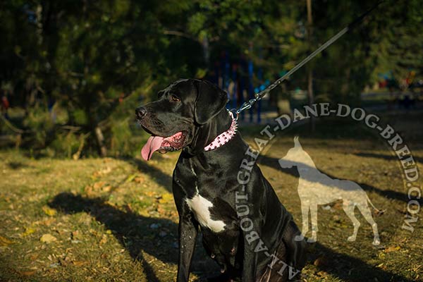 Original Great Dane leather collar with 3 rows of spikes