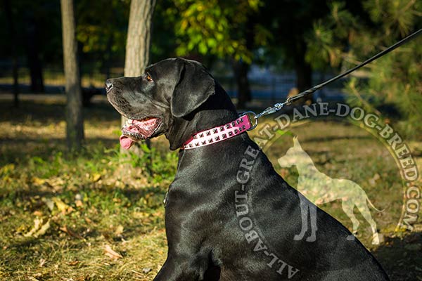 Genuine leather Great Dane collar of splendid design