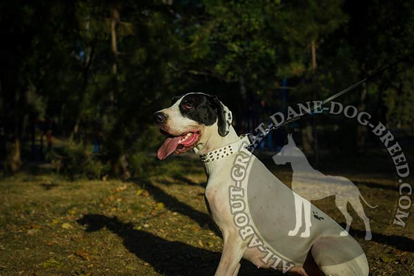 Great Dane leather collar with handset decorations
