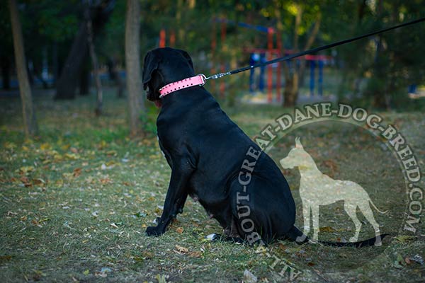 Great Dane leather collar with fixed spikes