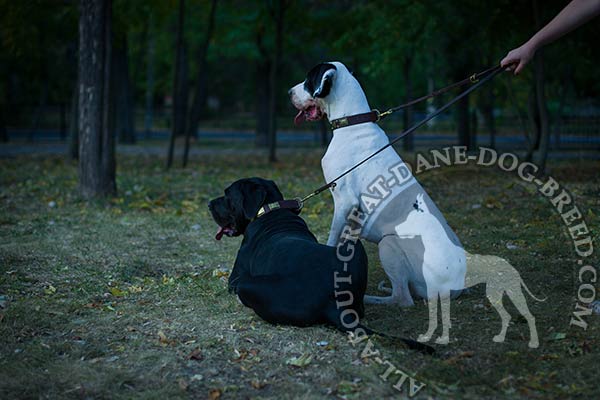 Great Dane collar decorated with shiny brass plates