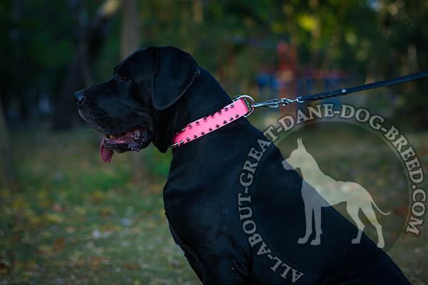 Great Dane leather collar with handset spikes