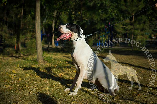 Non-cracking Great Dane leather collar
