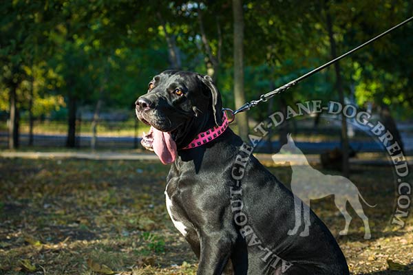 Great Dane leather collar for stylish walking