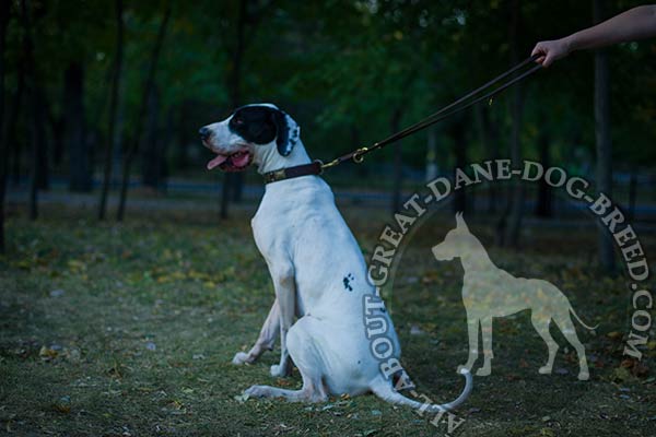 Great Dane leather collar with durable hardware