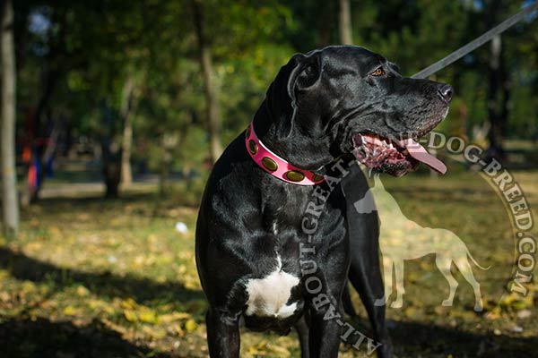 Leather Great Dane collar with oval plates