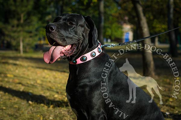 Pink leather Great Dane collar with adorable studs