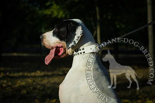 Magnificent decorations on Great Dane leather collar