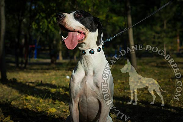 Genuine leather Great Dane white collar with studs