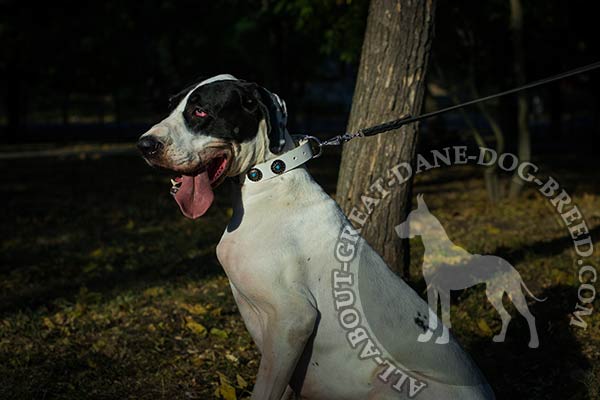 White leather Great Dane collar with nickel studs