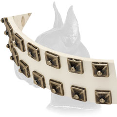 Elegant nickel studs for white leather collar for Great Dane