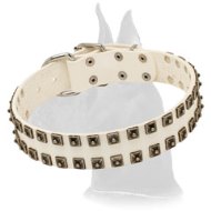 White leather Great Dane collar with nickel hardware