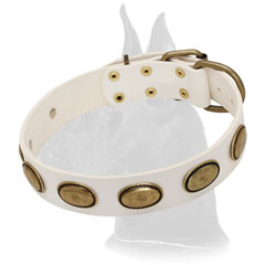 Great Dane collar with almost unbreakable brass buckle and  D-ring