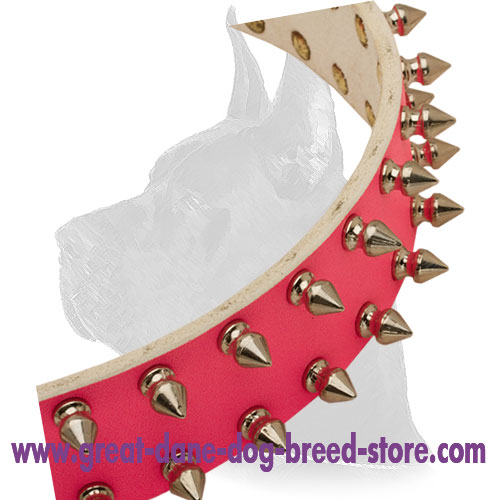 Incredible leather Great Dane collar with old nickel  spikes