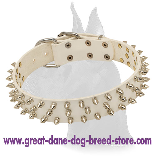 Great Dane White Leather Collar With Stylish Nickel Spikes