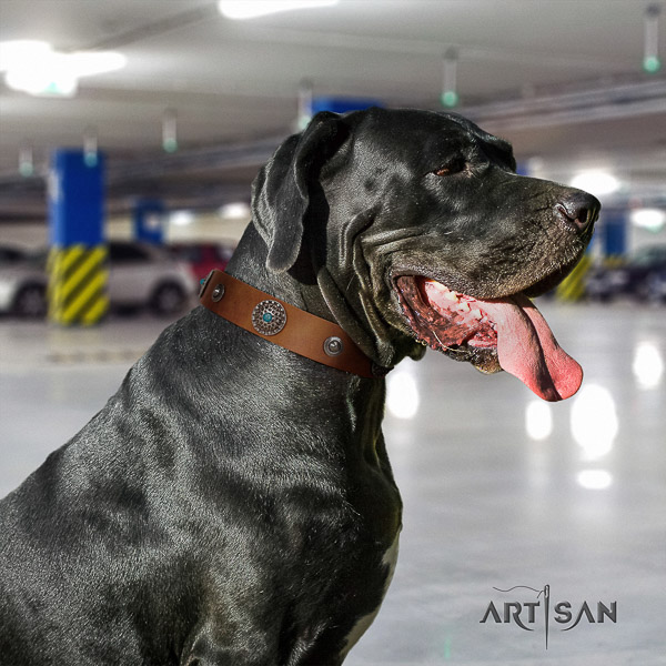 Great Dane basic training leather collar with embellishments for your dog
