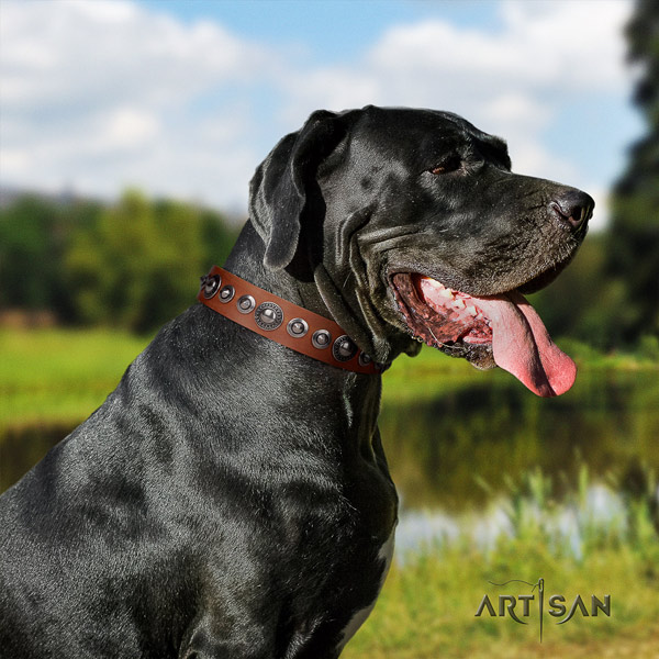 Great Dane perfect fit collar with stunning studs for your doggie