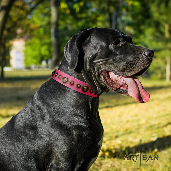 Great Dane perfect fit collar with designer adornments for your pet