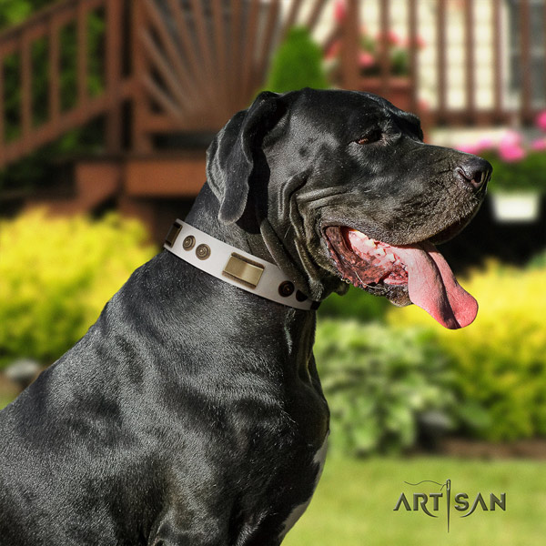Great Dane top notch leather collar with corrosion resistant fittings