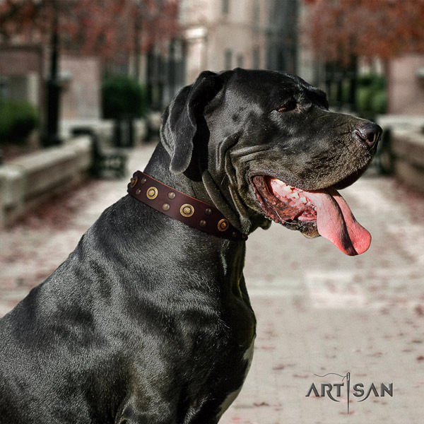 Great Dane best quality full grain leather collar with corrosion proof d-ring