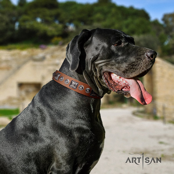 Great Dane top quality collar with designer studs for your pet