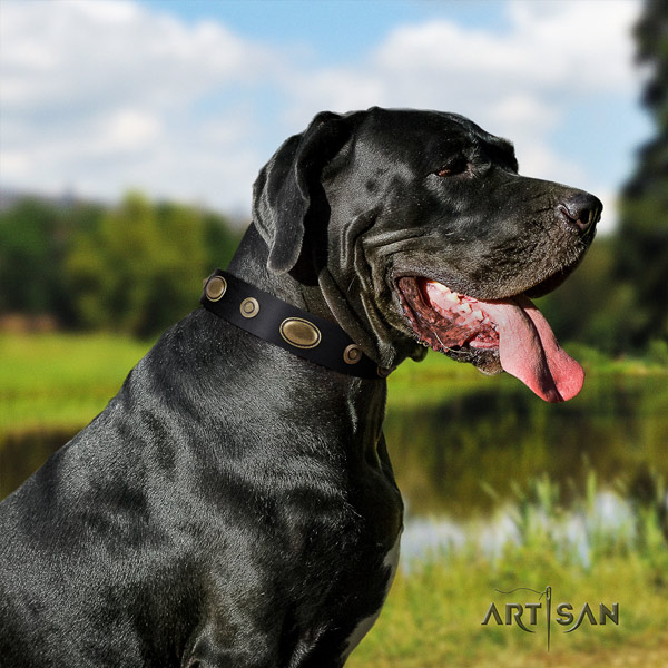 Great Dane stylish design full grain leather collar with rust resistant fittings