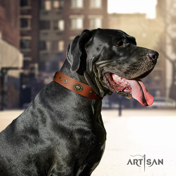 Great Dane easy wearing collar with stylish design studs for your pet