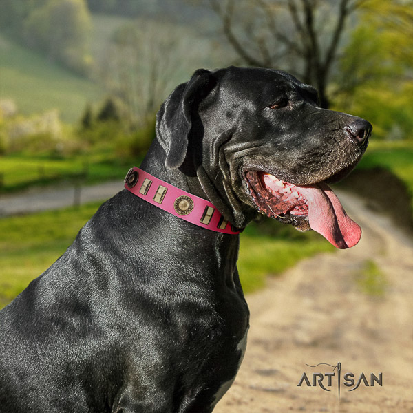 Great Dane daily walking leather collar with studs for your doggie