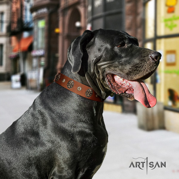 Great Dane fancy walking full grain leather collar with embellishments for your dog
