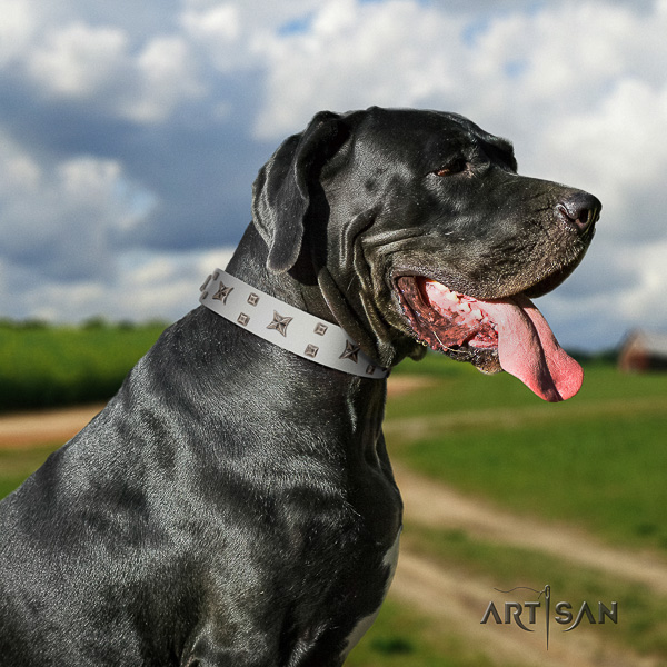 Great Dane stylish walking leather collar with studs for your doggie
